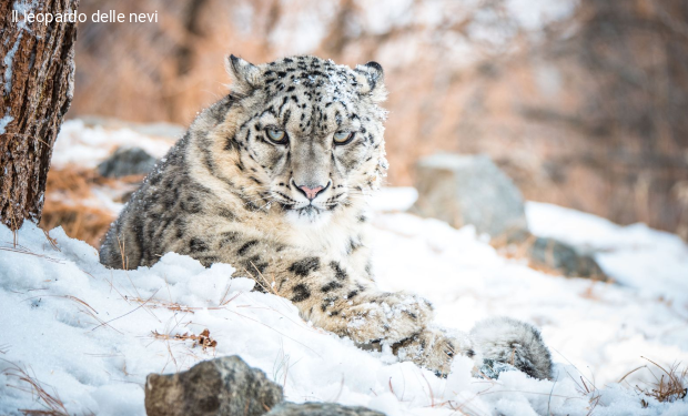 WWF: dalle foreste agli oceani, 5 buone notizie dal mondo per l’ambiente nel 2025